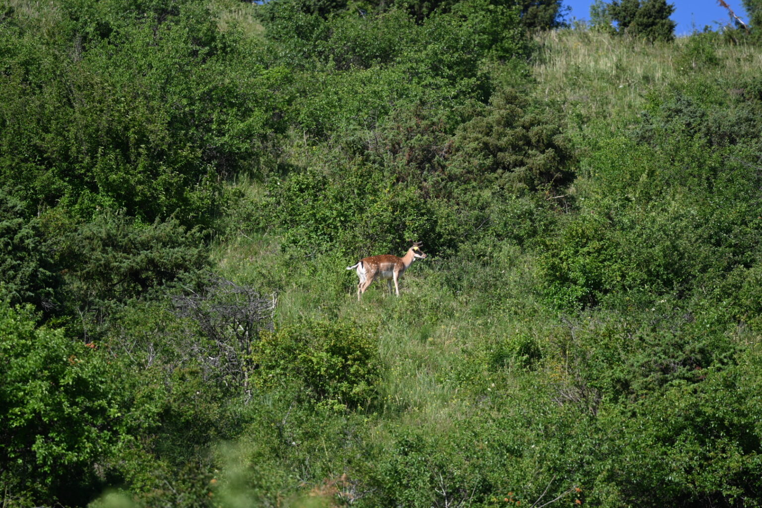 Z72_7919