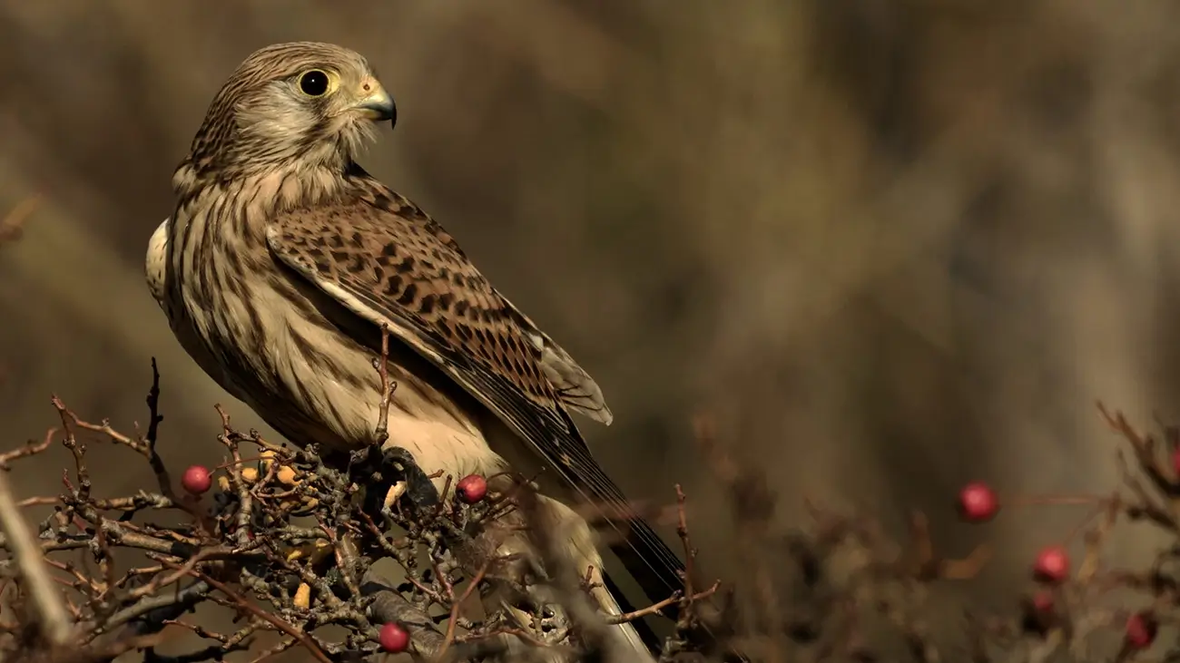 Lesmírny náučný chodník Tisovec Voniaca - Na krídlach Muránskej planiny