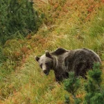 Exkurzia - Nebojte sa medveďov (cyklovýlet), Tichá dolina, Západné Tatry