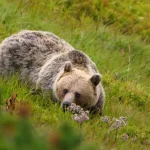 Exkurzia - Nebojte sa medveďov (peší výlet), Kamenistá dolina, Západné Tatry