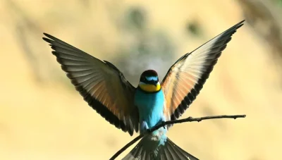 Exkurzia - Prírodný klenot Bratislavy, Sandberg, Bratislava