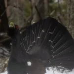 Exkurzia - Zasneženým hlucháním lesom, Veľká Fatra, Smrekovica